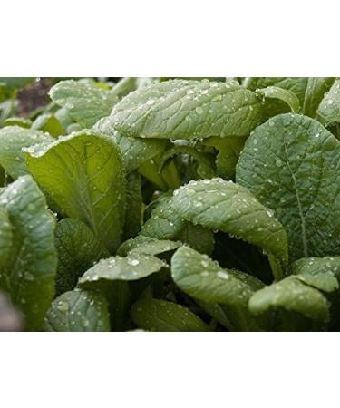 TENDERGREEN Mustard 100-300-1000 Grain Komatsuna Freshness Heirloom Green Mass - Buy Online on GoSupps.com