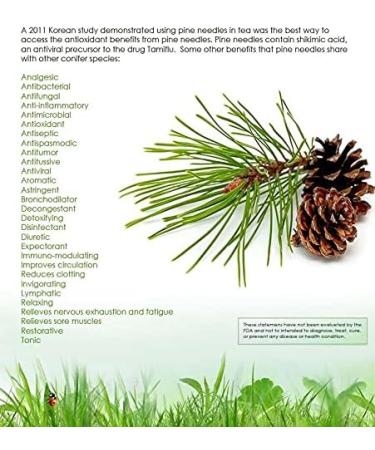 Pine Needles Liquid Extract Tincture with Vitamin C, Bioflavonoids, and Antioxidants - 100ml/3.38 fl oz - Buy Online on GoSupps.com