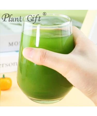 Plant Gift 100% Celery Powder 100G/3.25oz Non-GMO Powder No Filler No additives Natural Chinese Flour Adds Flavor and Taste Great Flavor for Drinks 2UK-PO0081 - Buy Online on GoSupps.com