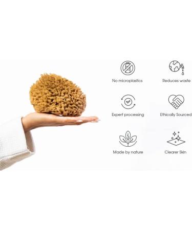 Naroa Natural Sea Sponge (X Large) | Unbleached Body Scrubber Puff for Healthy Skin | Eco-Friendly Bath Sponge for Men and Women - Buy Online on GoSupps.com