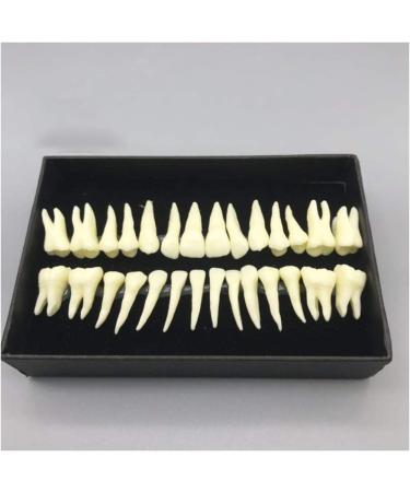 Fhuili 1-to-1 Monochrome Permanent Teeth Model - 28 Artificial Dentures with Roots for Dental Teaching & Simulation - Buy Online on GoSupps.com