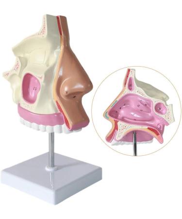Nasal Cavity Model - Nose Anatomical Model - for Medical Research Doctor Patient - Buy Online on GoSupps.com