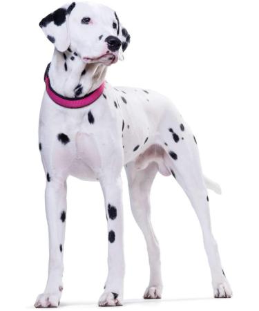 Buy Hunter Neoprene Vario Plus Neck Dog Collar | Padded Nylon | Raspberry/Black | Size M-L | International Shipping - Buy Online on GoSupps.com