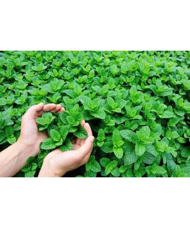 Spearmint Moroccan mint leaves 50g all natural Mentha spicata var. cripsa Dried loose Leaves. - Buy Online on GoSupps.com