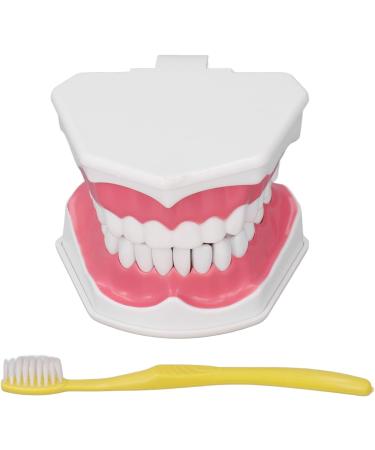 Tooth Model - Best 120 Opening Dental Visualization for Practice | International Shipping - Buy Online on GoSupps.com