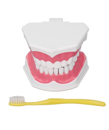 Vomeko tooth brushing practice model ideal model for tooth brushing training for children tooth brushing practice model with brush set.