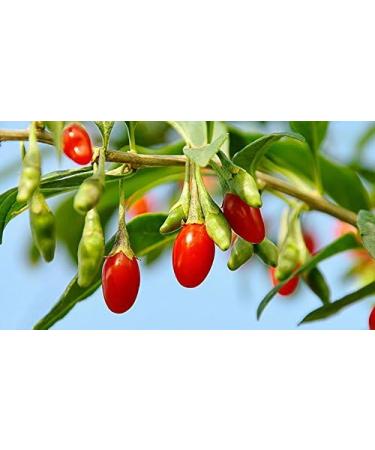 Indigo Herbs Organic Goji Berries 1kg - Buy Online on GoSupps.com