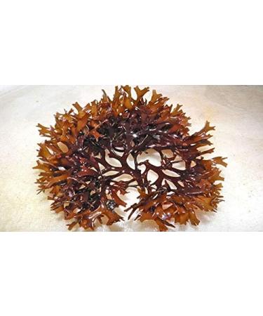 Indigo Herbs Irish Moss Tincture 100ml - Buy Online on GoSupps.com