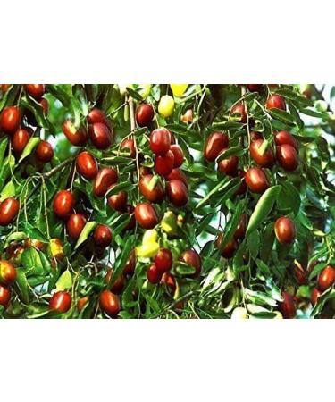 Dried fruit jujube high grade Chinese red dates Hong Zao 2 Pound (908 grams). - Buy Online on GoSupps.com