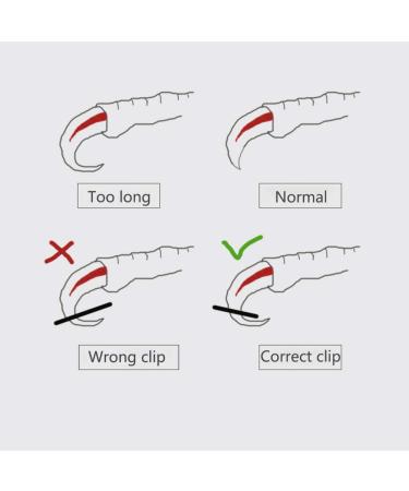 OMEM Bird Nail Clippers with Grinding Nail Tool Parrot Claw Care Budgies Sunbirds Cockatiel Pet Nail Scissors (S Blue) S Blue - Buy Online on GoSupps.com