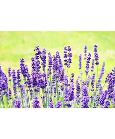 Buy Lavender Sauna Infusion Concentrate 250ml - Aromatic Relaxation in PET Bottle with Dropper Cap - Buy Online on GoSupps.com