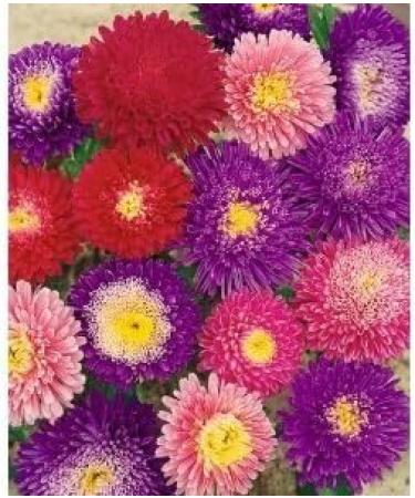 Aster Powderpuff Seeds Mixed Colors Callistephus chinensis 05 gram About 300 gardening seeds - Buy Online on GoSupps.com