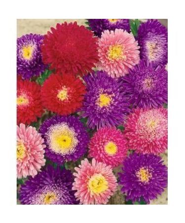 Aster Powderpuff Seeds Mixed Colors Callistephus chinensis 05 gram About 300 gardening seeds