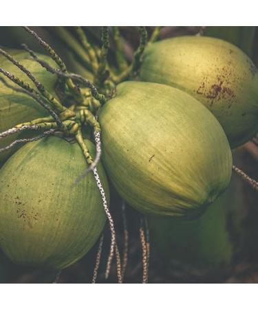 n2 Aromatherapy Coconut Oil Liquid - 250 ml - Split Coconut for Hair and Body Massage - Buy Online on GoSupps.com