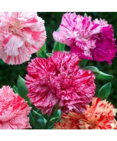 30 semi di garofano Righe & Picotee Mix Fiore (Cud) - Buy Online on GoSupps.com
