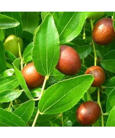 NATURAL SIDRE POWDER - 150 Gr - Morocco - Buy Online on GoSupps.com