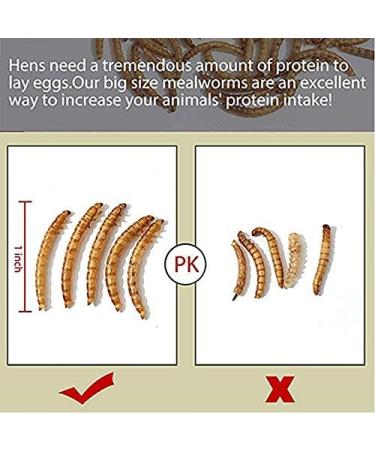 Non-GMO Dried Mealworms & Black Soldier Fly Larvae - High-Protein Treats for Chickens, Fish & Birds - 11lb Pack - Buy Online on GoSupps.com