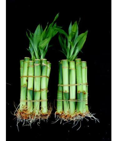 20 Stalks of 4 Inches Straight Lucky Bamboo