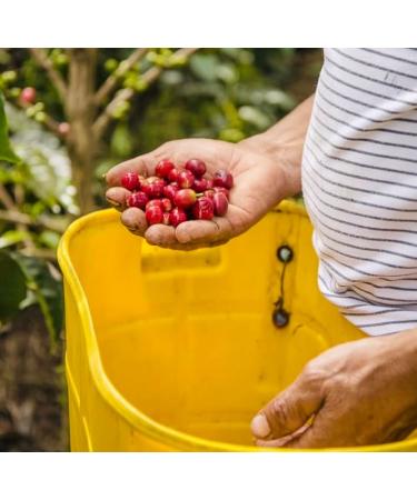 IntentaVida Bourbon Pink Coffee Beans Medium Roast 250g | Premium Quality | Real Flavour | 100% Arabica Coffee | Colombian Coffee | Natural Process | Gourmet Coffee - Buy Online on GoSupps.com