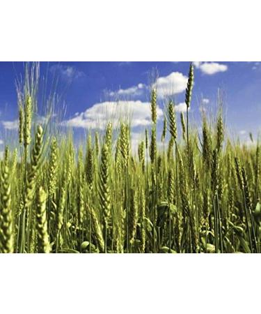 Portal Cool C 8 Ounce 5200 Organic Triticale Seed Wheat Wheat Rye Grains Hybrid Cereals Seeds 1 oz per 1lb