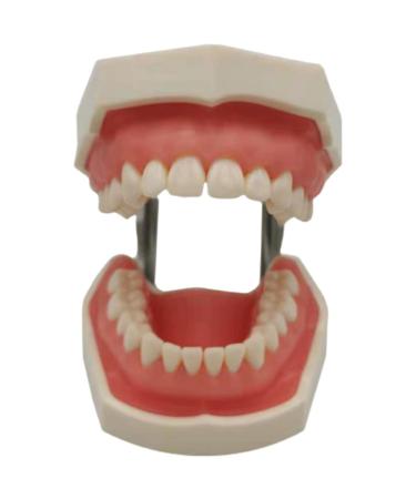 Dytah Typodont -Troch model - Simulated oral teeth made of removal teeth - Teaching dental teeth model adult teeth demonstration model