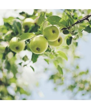  Jeanne En Provence Jeanne en Provence - Apple Facial Cleansing Gel - Organic - Made in France - 150 ml - Buy Online on GoSupps.com