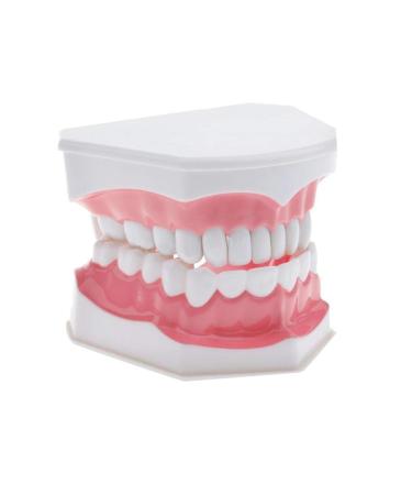 FARUTA Dental Model Brushing Flossing Exercise Teeth Typodonts Mode Gingiva Visible Anatomical Demonstration Teaching Learning