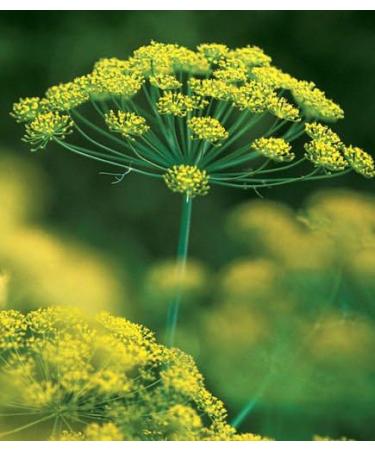 100 Organic Non-GMO Dukat Semi di aneto * Sweetest aromatico ad Alto rendimento - Buy Online on GoSupps.com