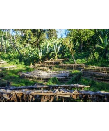 West End Coffee Roasters Ethiopia Organic Guji Kayon Mountain Farm - 29 Top Grade Single Origin Medium Roast Whole Bean (12oz/340.2g x 3) Ethiopia Organic Guji 29 - med roast 113.33 g (Pack of 3) - Buy Online on GoSupps.com