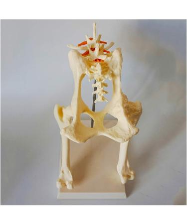 Dog Hip Joint Skeleton Medical Model - Canine Dog Lumbar Vertebra Hip Joint with Femur Model - for Veterinary Teaching Medical Model - Buy Online on GoSupps.com