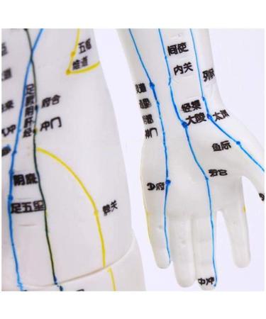 Model Anatomy Professional Medical Acupuncture Male 60 cm Super Clear Letters Media Skin Middle Muscle Model Acupoint - Buy Online on GoSupps.com