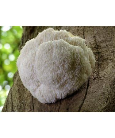 Organic Lions Mane Mushroom Coffee | 250G | Ground Organic Arabica Beans - Buy Online on GoSupps.com