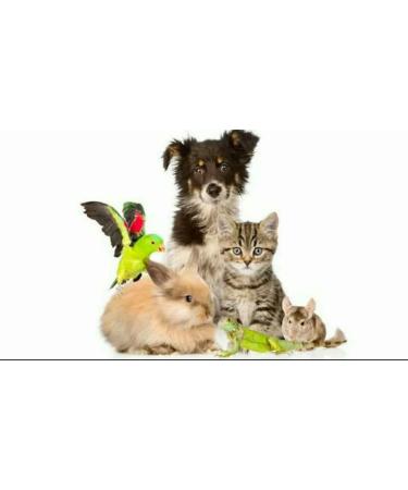 Phoenix Enzyme Cleaner for Cat Urine Removal - 20g Sealed Bag | Effective Odor Eliminator for Pet Stains - Buy Online on GoSupps.com