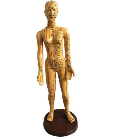 Education Model Toy Model Anatomy Professional Medical Acupuncture Female 48cm 19" - Buy Online on GoSupps.com