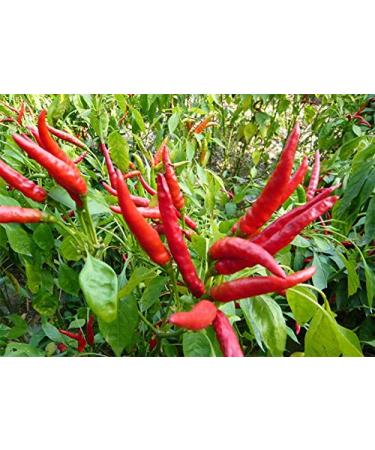 Nuova 200 pezzi Hot Chilli Reaper semi di Verdure per giardinaggio Rosso Scuro