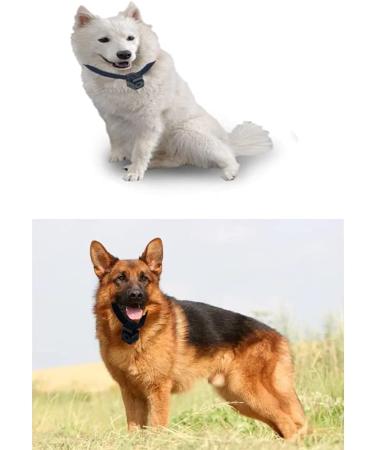 Pet Collar Camera DVR with 16GB TF Card - Black | Monitor & Record Your Dog's Adventures - Buy Online on GoSupps.com