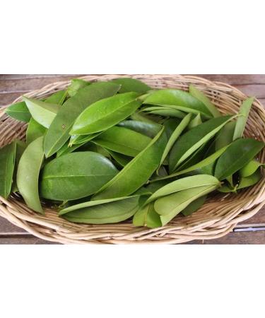 JAGGY Organic Soursop Leaves (400 Leaves) Dried Whole Natural Guanabana Graviola Guyabano Leaves - Buy Online on GoSupps.com