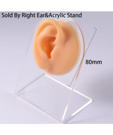 Soft Silicone Nose Model for Jewelry Display - Right Ear Color | GatherTOOL Simulation for Teaching - Buy Online on GoSupps.com