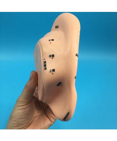 Acupuncture and Moxibustion Model 16cm Ear Point Professional Medical Pressure and Anatomical Tools - Buy Online on GoSupps.com