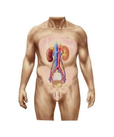 Posterazzi Anatomy of male urinary system Poster Print (12 x 15)