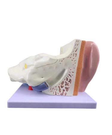 Ear Model Shows The Outer Ear Middle Ear Inner Ear Ossicles and Inner Ear are The Removable Ear Anatomy 1