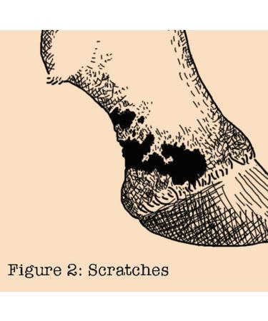 Absorbine Fungasol Ointment 13oz - For Horse Skin Conditions - Buy Online on GoSupps.com