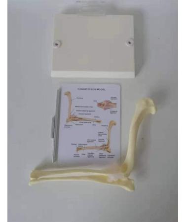 Dog Joints Dog Elbow Normal Large Dog Elbow Joint Ligament Model Dog Canine Elbow Joint Model Educational Tool Animal Body Anatomy Dog Elbow for Veterinary Office - Buy Online on GoSupps.com