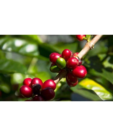 AGUILAR PERALTA 100% PANAMA GEISHA NATURAL ROASTED COFFEE BEANS 8oz 227g - Buy Online on GoSupps.com