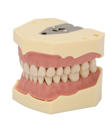Verdant touch dentist model tooth teaching model tooth teaching model 32 teeth soft gum dental demonstration tooth model for laboratory clinic