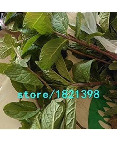 Vistaric Promotion! Vegetable mint Vegetable seeds Balcony Potted mint Germination rate 98% Aromatic plant seeds 200PCS - Buy Online on GoSupps.com