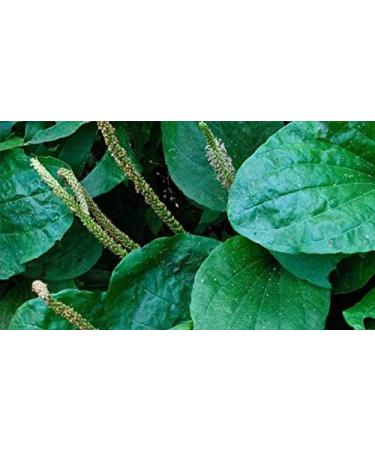 Indigo Herbs Plantago major tincture 100ml - Plantain Leaf - Buy Online on GoSupps.com