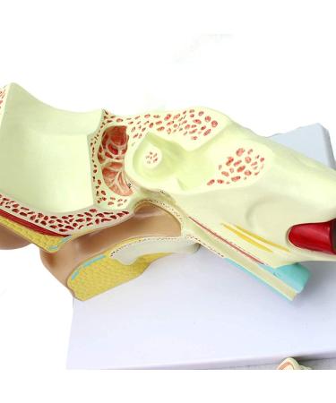 Human Ear Template Outdoor Ear Medium Ear Inner Ear Ear Structure Model Medical Education - Buy Online on GoSupps.com