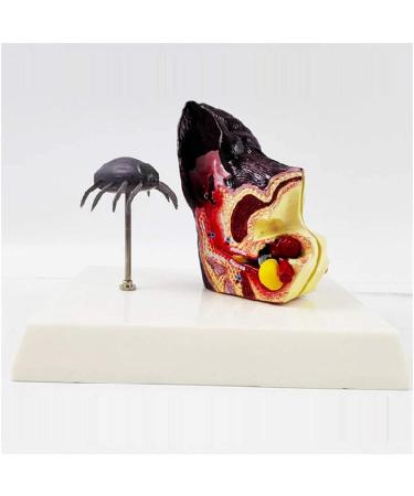 Eanin Ear Model Educational Model Pathological Dog Ear Organ Model Anine Ear with Bring Dog Flea Animal Organ Model Medical Teaching Model - Buy Online on GoSupps.com