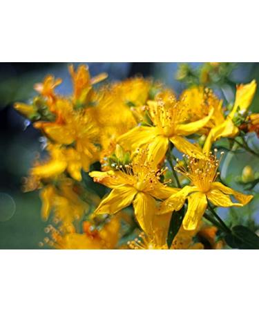 Home Comforts Bloom St John's Wort Hypericum Perforatum Blossom-20 Inch By 30 Inch Laminated Poster With Bright Colors And Vivid Imagery-Fits Perfectly In Many Attractive Frames